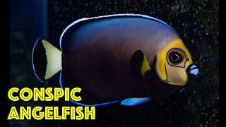 Rare Conspicuous Angelfish [upl. by Sanborn]