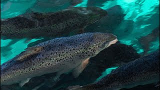 Tour of Atlantic Sapphire Facility BlueHouse Salmon [upl. by Quirk]