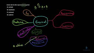 Biologji  Ushtrime Enzimat 1 [upl. by Bradshaw335]