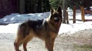 Citara the American Alsatian [upl. by Adiraf]