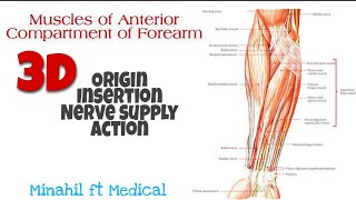 Muscles of Anterior Compartment of Forearm Flexors Part 1Origin Insertion Nerve supply Actions [upl. by Ibrad]