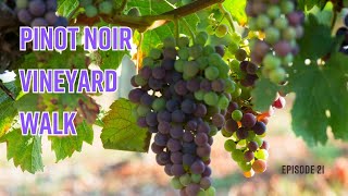 Episode 21 Pinot Noir Vineyard Walk [upl. by Htezil]