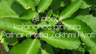 all about kalanchoe pinnata patharchatta Zakhmi Hyatt [upl. by Resa]