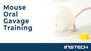 Mouse Oral Gavage Training [upl. by Marucci]