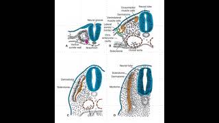 Somite Differentiation From Dermatome to Sclerotome [upl. by Melitta715]