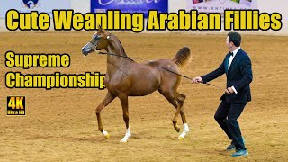 Cute Arabian Horses  Weanling Fillies Supreme Champ  Arabian National Breeder Finals [upl. by Aneg]