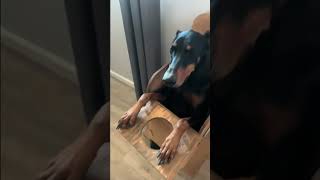 Fratele nostru nu e doar doberman meme memes viral shorts trending tiktok short shortvideo [upl. by Iasi]