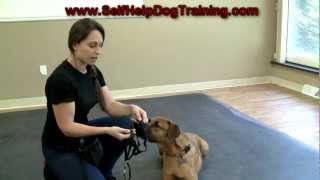 Dog Training with a Halti Collar  Intro wwwK91com [upl. by Erica]