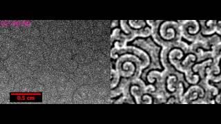 S1 Spirals waves in populations of Dictyostelium discoideum at initial starvation time of T  2h [upl. by Hurst]