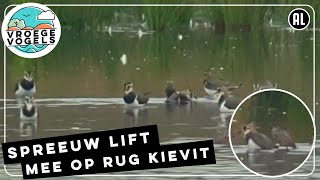 Kievit met spreeuw op de rug  Zelf Geschoten  Vroege Vogels [upl. by Sharman218]