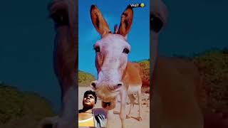 Suraj rocks comedy video viral short video Badal comedy channel viral short deshacomedy funny [upl. by Akiemat]