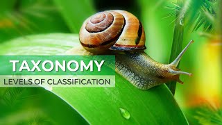 TAXONOMY LEVELS OF CLASSIFICATION  BINOMIAL NOMENCLATURE  SCIENTIFIC NAME  TAGALOG DISCUSSION [upl. by Howarth]