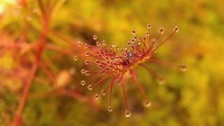 Timelapse Drosera intermedia [upl. by Liddie]