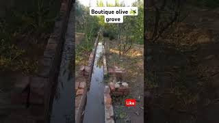 Boutique olive 🫒 grove water flowing from the Well [upl. by Eeryk]