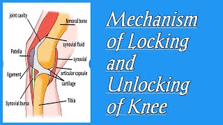 Locking and unlocking mechanism of knee [upl. by Yecart774]