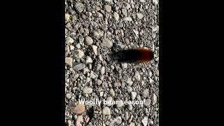 Woolly bear season caterpillar moth fallseason outdoors [upl. by Sanoj]