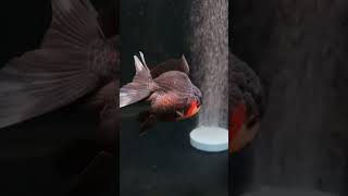 Mas Koki Oranda ❗❗❗ [upl. by Yaffit]