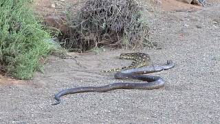 Cobra vs Puff Adder [upl. by Monk]