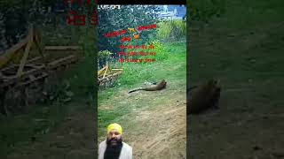 cat fish funnyanimals fishing punjabisong [upl. by Berwick435]