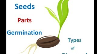 Seed parts Seed germination process Seed dispersal methods for Kids [upl. by Treblah]