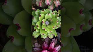 Bromeliad Care  How to get rid of Mosquitoes [upl. by Cirdes]