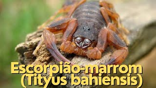 Encontrei um Escorpiãomarrom Tityus bahiensis  Curiosidades 🦂 [upl. by Gravante240]