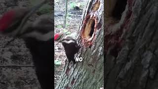 This is Why Woodpeckers Enjoy Pecking Trees [upl. by Mozes]