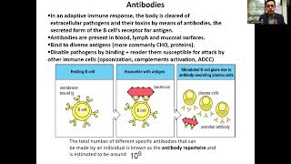 B Cells and B Cell Receptor BCRAntibody [upl. by Carola]