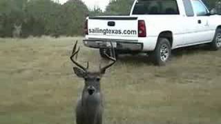 Hand Fed Deer in Texas [upl. by Lakin]