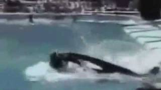 Orca ataca e mata treinadora em SeaWold na Floridaavi [upl. by Elgna]