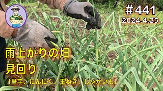 【雨上がりの畑】里芋の芽出しと畝間のマルチ張り、にんにくの芽摘み、玉ねぎ早生の様子。第441話 オーガニック栽培 家庭菜園 [upl. by Yecram]