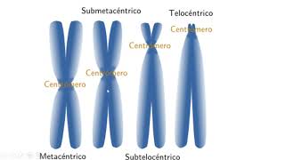 BIOLOGÍA CONCEPTO HAPLOIDE y DIPLOIDE [upl. by Johnnie]