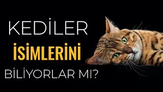 Kediler Kendi İsimlerini Biliyorlar Mı [upl. by Maice98]