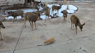 Cat stalks deer [upl. by Eustis]