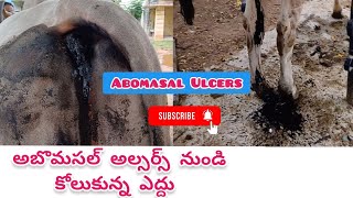 అబొమసల్ అల్సర్స్ నుండి కోలుకున్న ఎద్దు  Abomasal ulcers in cattle [upl. by Bartholomeus]