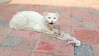 A crying mother cat brought her dying kitten to a man Just unbelieveble [upl. by Inaniel]