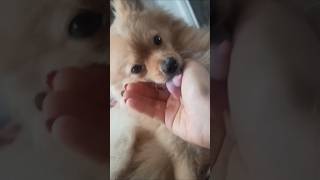 منو نلیس😑😑پامرین pomeranian pomer pets پامر cute بوميرانيان chienne Hund 狗 犬 [upl. by Yot]