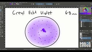 Histotutor Chapter 9 Nerve Tissue [upl. by Kerri]