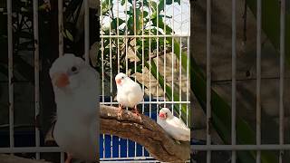 zebra finches birds pets finches finch zebrafinches shorts ytshorts shamikipetbook [upl. by Marylynne109]