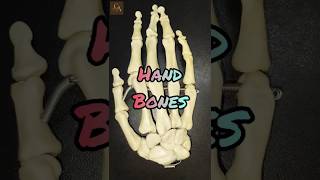 HAND BONES  Upper limb Anatomy [upl. by Nylecaj209]