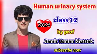 Human urinary system class 12 by Prof Aamir usman khattak [upl. by Wester]