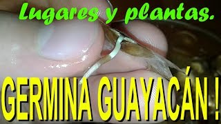 Aprende A Germinar Semillas De Guayacán Con Solo Agua  Germinate Guayacan Seeds [upl. by Wilcox]