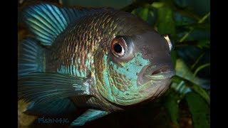 Electric Blue Acara Overview [upl. by Adah]