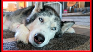 OAKLEY EMERGENCY SURGERY  Bloat in Dogs [upl. by Ycaj]