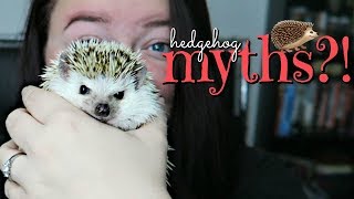 Hedgehog Care 10 Common Misconceptions [upl. by Feinleib]