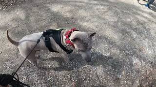 Thai Ridgeback cute dog is walking and playing in beautiful spring day [upl. by Keily]