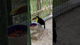 Swainsons Toucan eating shorts birds exoticbird toucan birdeating birdsounds [upl. by Jadd814]