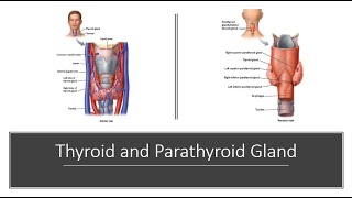 Thyroid and Parathyroid [upl. by Merridie809]