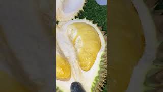 Monthong Sari From Singaraja Bali Untuk Kak Faik durian fruit [upl. by Airetnahs]