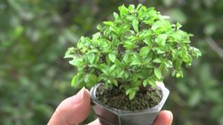 ニレケヤキL1（楡欅 ミニ盆栽）Ulmus parvifolia bonsai [upl. by Ahens]